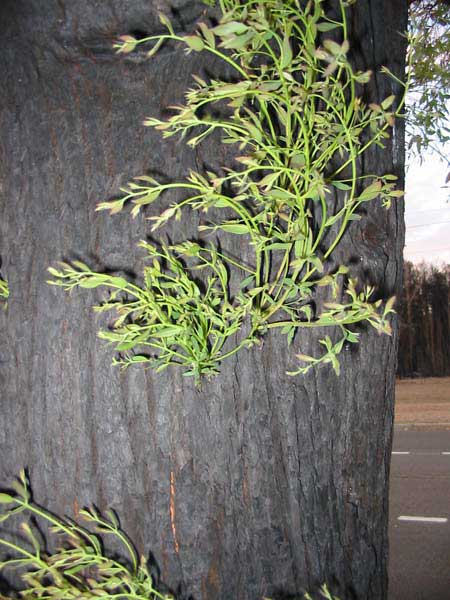 After the Canberra fires